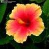 Thumbnail #1 of Hibiscus rosa-sinensis by trois