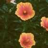 Thumbnail #2 of Hibiscus rosa-sinensis by moscheuto