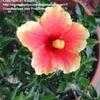 Thumbnail #4 of Hibiscus rosa-sinensis by Kauai17