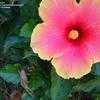 Thumbnail #5 of Hibiscus rosa-sinensis by rosary01