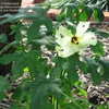 Thumbnail #5 of Hibiscus aculeatus by trackinsand