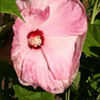 Thumbnail #4 of Hibiscus moscheutos by kennedyh