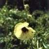 Thumbnail #2 of Hibiscus diversifolius by kennedyh