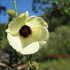 Thumbnail #3 of Hibiscus diversifolius by Kell