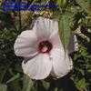 Thumbnail #1 of Hibiscus laevis by hccu