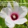 Thumbnail #2 of Hibiscus laevis by BUFFY690