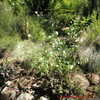Thumbnail #5 of Hibiscus diversifolius by Kell