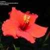 Thumbnail #4 of Hibiscus rosa-sinensis by RichSwanner