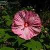 Thumbnail #3 of Hibiscus moscheutos by Toxicodendron