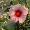 Thumbnail #2 of Hibiscus moscheutos by moscheuto