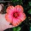 Thumbnail #4 of Hibiscus rosa-sinensis by Wingnut