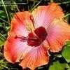 Thumbnail #3 of Hibiscus rosa-sinensis by trois