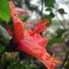 Thumbnail #2 of Hibiscus rosa-sinensis by Wingnut