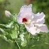 Thumbnail #1 of Hibiscus grandiflorus by Floridian