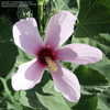 Thumbnail #3 of Hibiscus grandiflorus by Michael_Ronayne