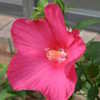 Thumbnail #2 of Hibiscus moscheutos by leegee01