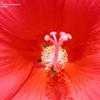 Thumbnail #2 of Hibiscus moscheutos by Wingnut
