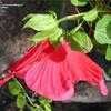 Thumbnail #3 of Hibiscus moscheutos by Wingnut