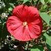 Thumbnail #1 of Hibiscus moscheutos by moscheuto