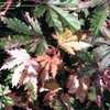 Thumbnail #3 of Hibiscus acetosella by GardenGuyKin