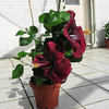 Thumbnail #3 of Hibiscus rosa-sinensis by amarantha00