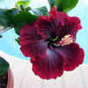 Thumbnail #4 of Hibiscus rosa-sinensis by amorecuore