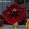 Thumbnail #2 of Hibiscus rosa-sinensis by cat4gp