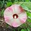 Thumbnail #3 of Hibiscus moscheutos by fburg696