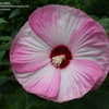 Thumbnail #4 of Hibiscus moscheutos by laplacev