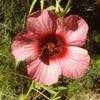 Thumbnail #1 of Hibiscus cannabinus by Alphie