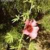 Thumbnail #5 of Hibiscus cannabinus by Alphie