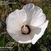 Thumbnail #2 of Hibiscus lasiocarpus by Fomhoire