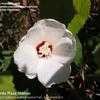Thumbnail #1 of Hibiscus lasiocarpus by Fomhoire