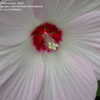 Thumbnail #4 of Hibiscus lasiocarpus by frostweed