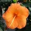 Thumbnail #4 of Hibiscus rosa-sinensis by kniphofia