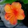 Thumbnail #1 of Hibiscus rosa-sinensis by htop