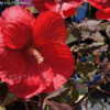 Thumbnail #3 of Hibiscus moscheutos by DaylilySLP