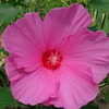 Thumbnail #2 of Hibiscus moscheutos by Moby