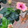 Thumbnail #5 of Hibiscus rosa-sinensis by mgarr