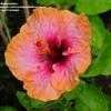 Thumbnail #1 of Hibiscus rosa-sinensis by MzMunchken