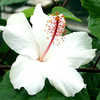 Thumbnail #5 of Hibiscus arnottianus by Joan