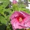 Thumbnail #3 of Hibiscus moscheutos by mystic