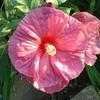 Thumbnail #2 of Hibiscus moscheutos by Debby