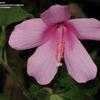 Thumbnail #2 of Hibiscus pedunculatus by risperdal