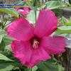 Thumbnail #4 of Hibiscus moscheutos by dave