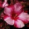 Thumbnail #1 of Hibiscus moscheutos by moscheuto