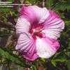 Thumbnail #3 of Hibiscus moscheutos by sister2golden