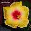 Thumbnail #3 of Hibiscus rosa-sinensis by raven_locks