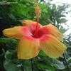 Thumbnail #2 of Hibiscus rosa-sinensis by Wingnut