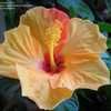 Thumbnail #5 of Hibiscus rosa-sinensis by nevsune